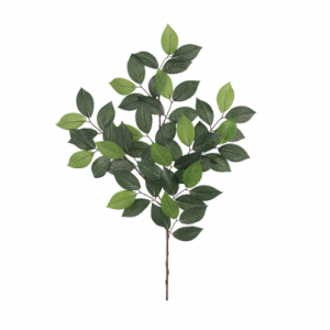 Camellia Leaf Hire Melbourne