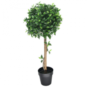 Ficus Tree Pot Hire Melbourne