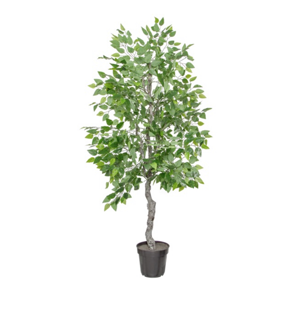 Ficus Tree Plant | Themed Prop Hire Feel Good Events