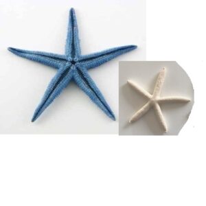 Starfish props, Starfish props for hire