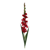 Red-Gladioli-Flower-Stem-Hire