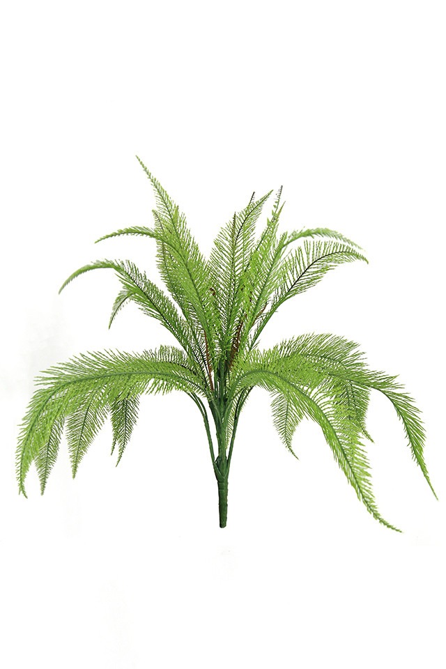 Branch - needle fern bush